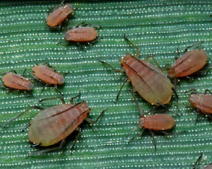 Sitobion_avenae_nymphs_reddish-brown_form_on_wheat_in_East_Sussex