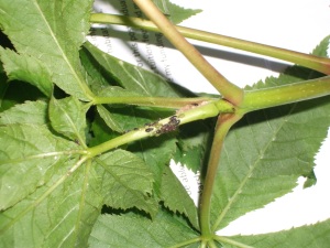 Conker aphids 2013