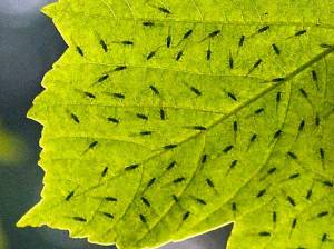 sycamore aphids on leaf