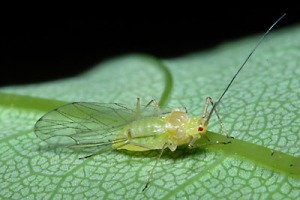 Sycamore aphid