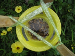 Yellow pan trap borneo