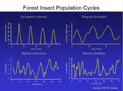 Population cycles