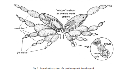 Ovarioles Fig 1