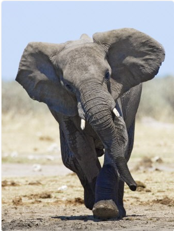 big-elephant
