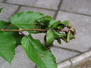 Leaf roll Myzus cerasi