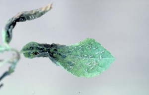 leaf roll Rhopalosiphum