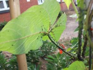 Bean aphids